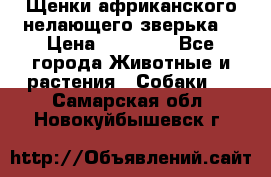 Щенки африканского нелающего зверька  › Цена ­ 35 000 - Все города Животные и растения » Собаки   . Самарская обл.,Новокуйбышевск г.